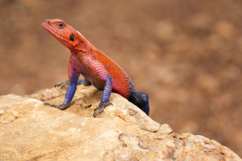 A male Agama lizard with blue legs and tail perches on a light brown rock.