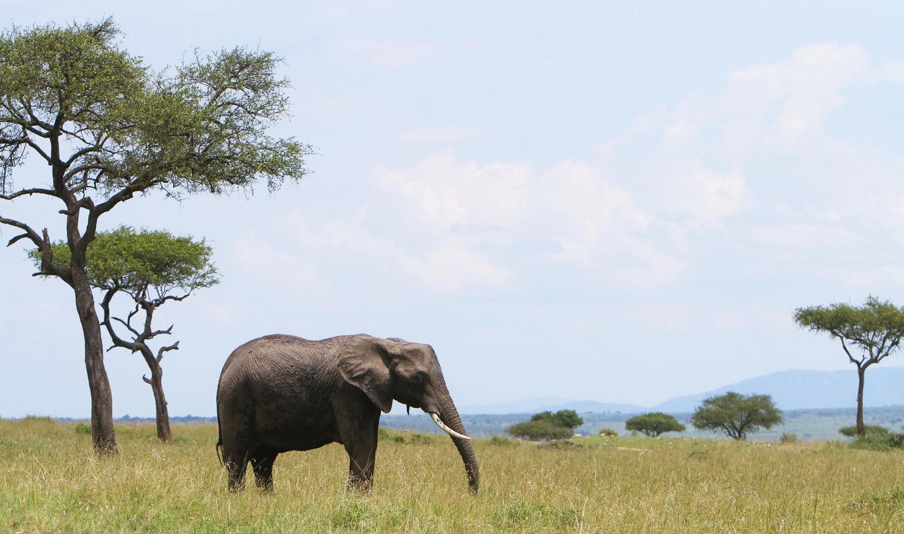 An elephant stands in a grassy savanna with scattered trees under a cloudy sky.