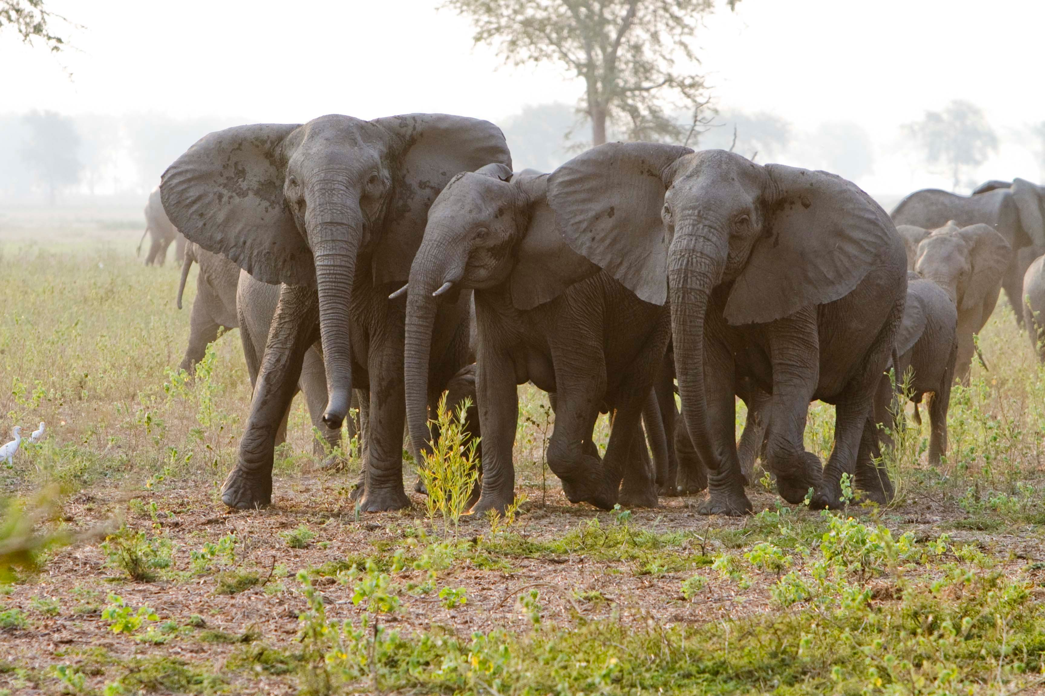 Elephant Culture & Conservation