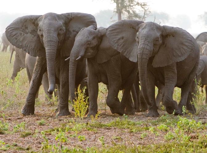 Elephant Culture & Conservation