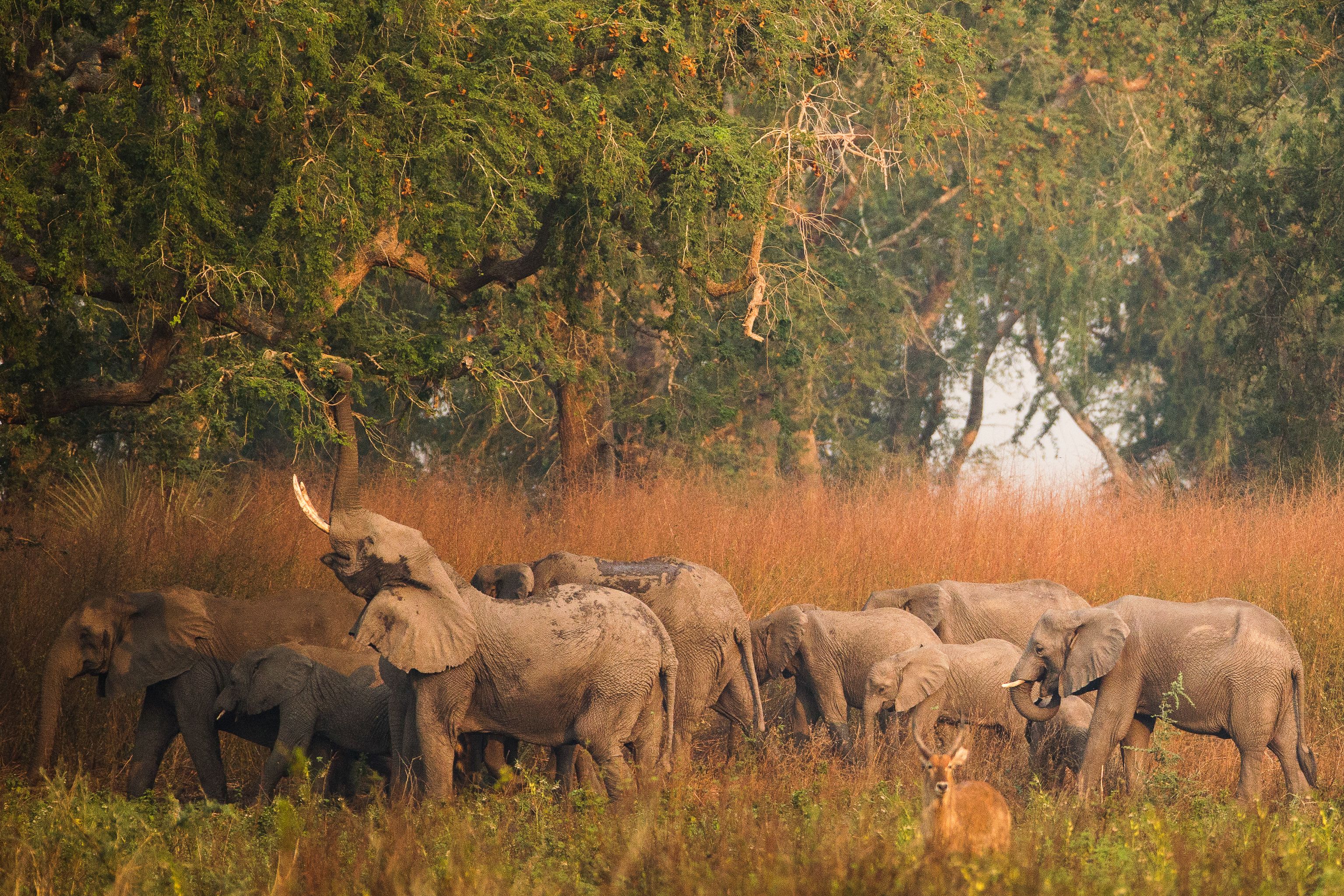 Gorongosa elephant family feed on Acacia pods