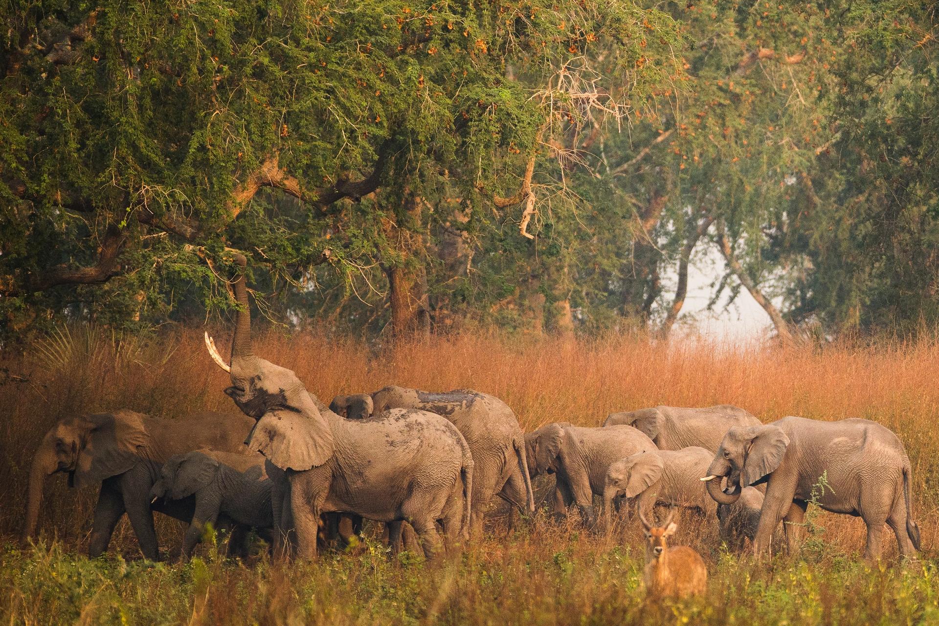 Gorongosa elephant family feed on Acacia pods