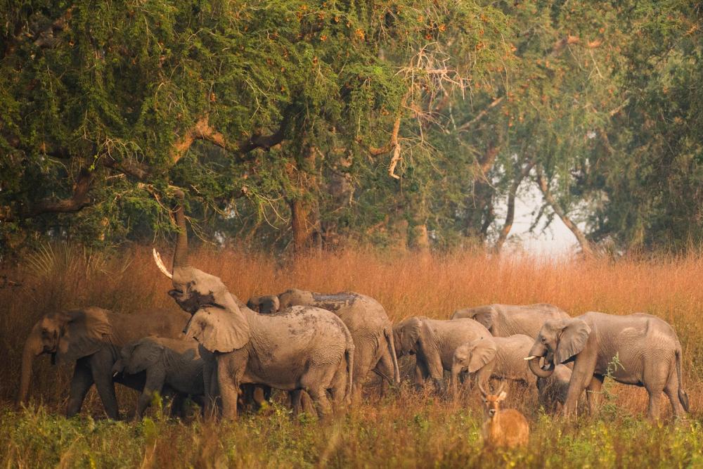 Gorongosa elephants feeding on acacia pods