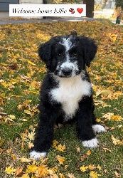 Ellie, an 8-week-old Bernedoodle puppy, sitting in autumn leaves