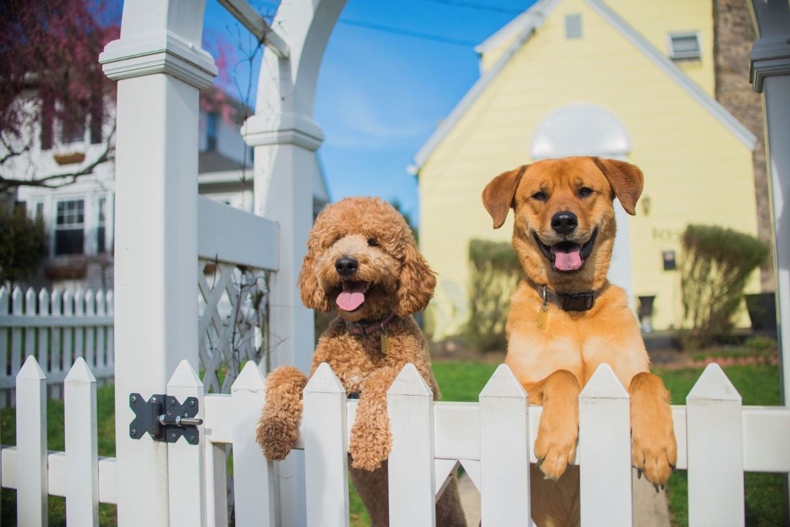 Pet Fence Repair