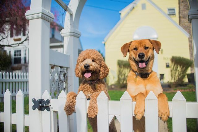 Pet Fence Repair