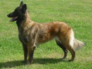 Chana LOF 53328/8766 (Dhellemmes)