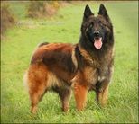 Foudre du Domaine de l'Hermine