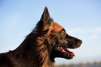 Cayden van Hagar's Vuur