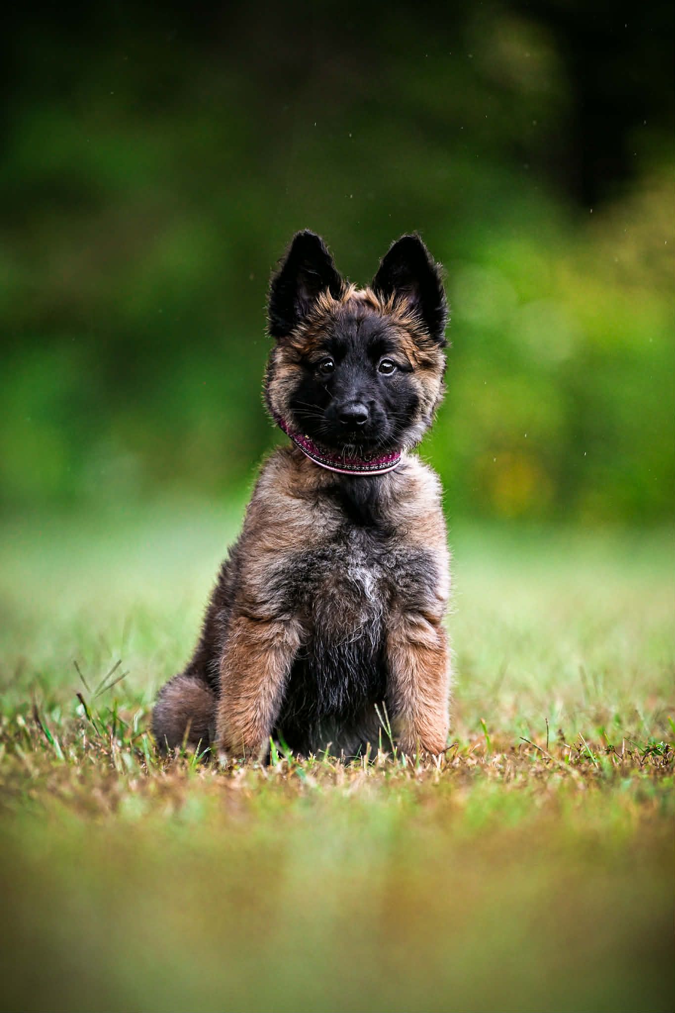 Chrysopoeia - image 1