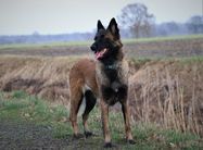 Match de la Rouquine