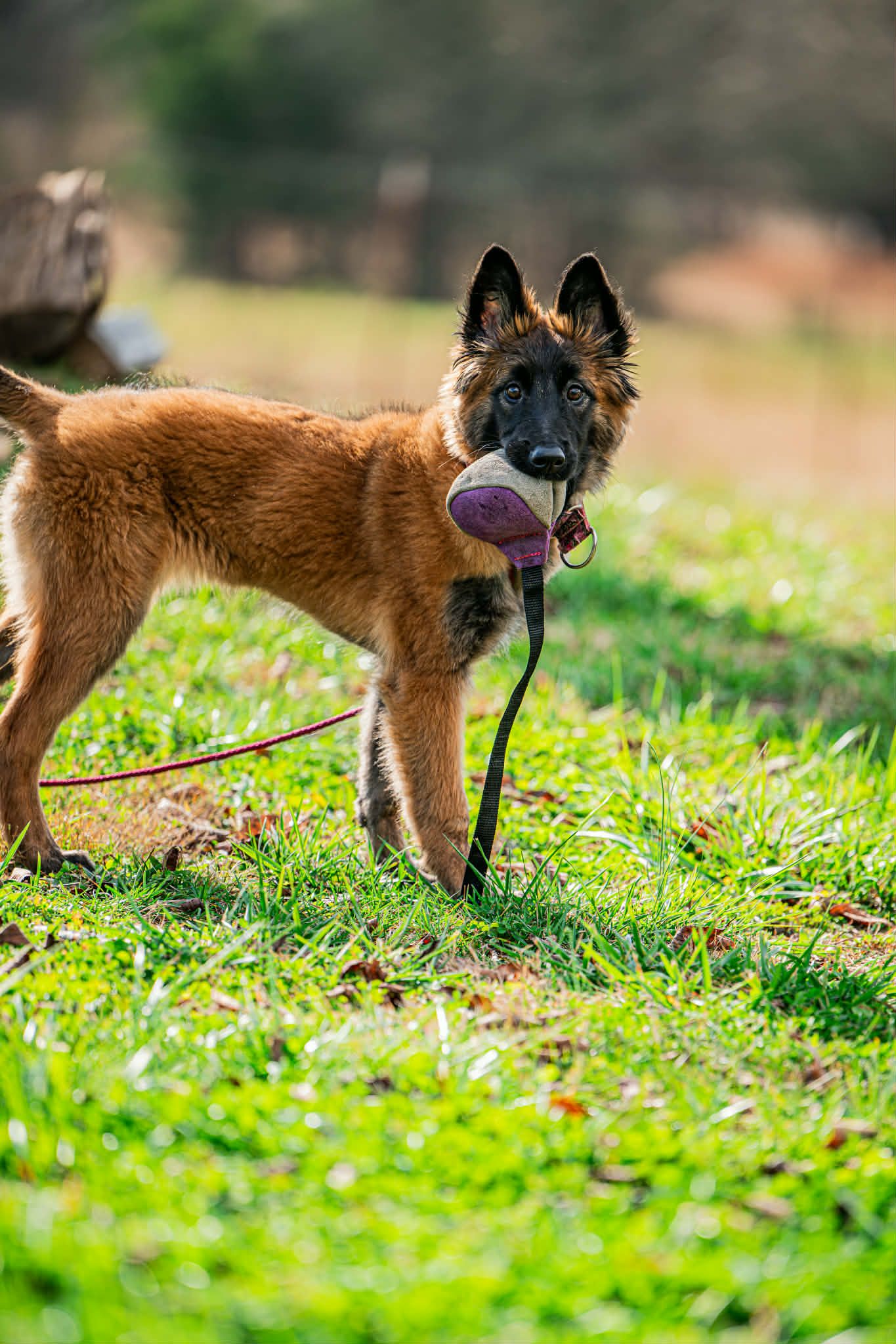 Chrysopoeia - image 2