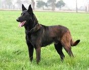 Halden NPA Detection Dog