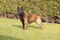 Lex van het Groot Wezenland