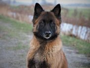 Impact de la Rouquine