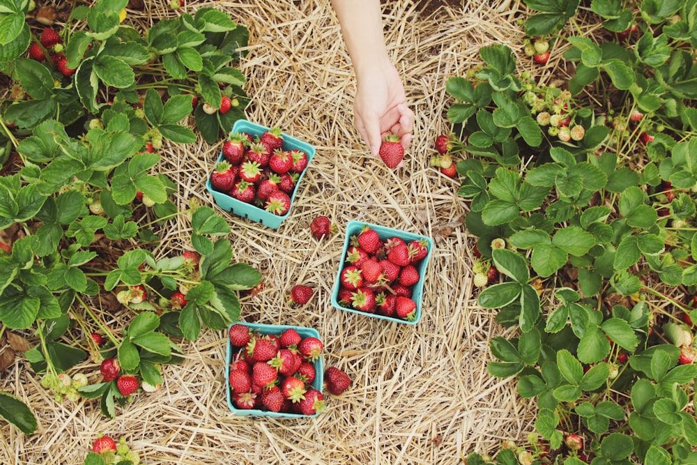 Agro-industry