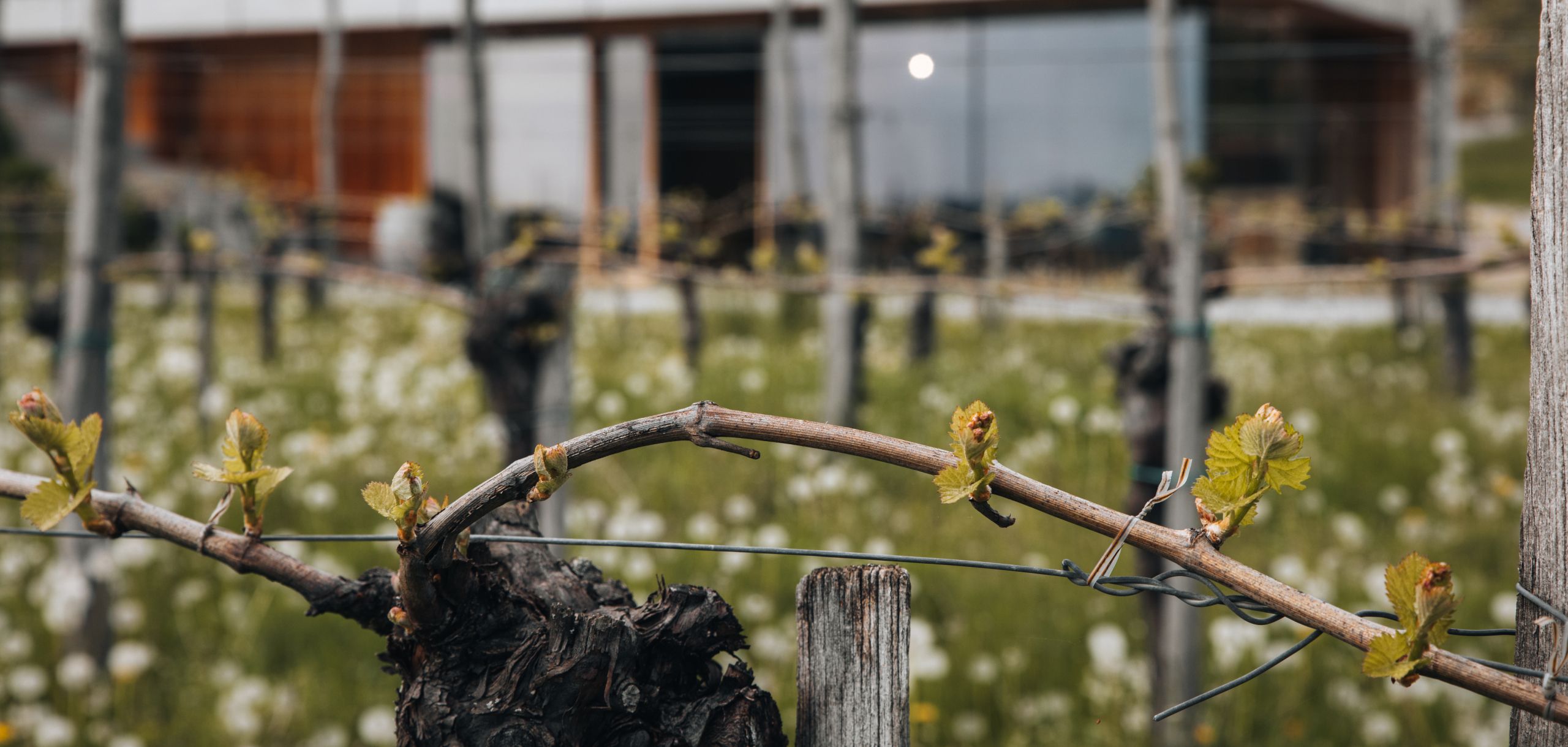 Lepa Vida winery. A view from the vineyard.
