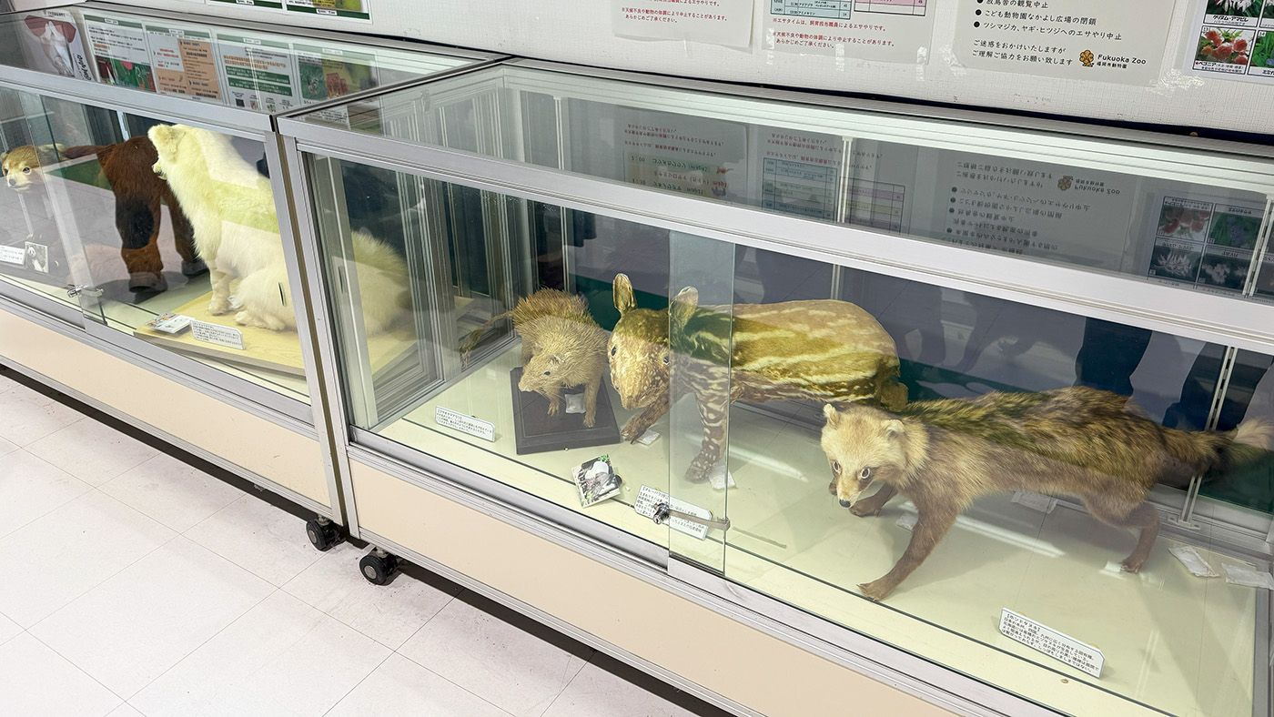剥製の展示