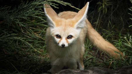 砂漠の狐フェネック