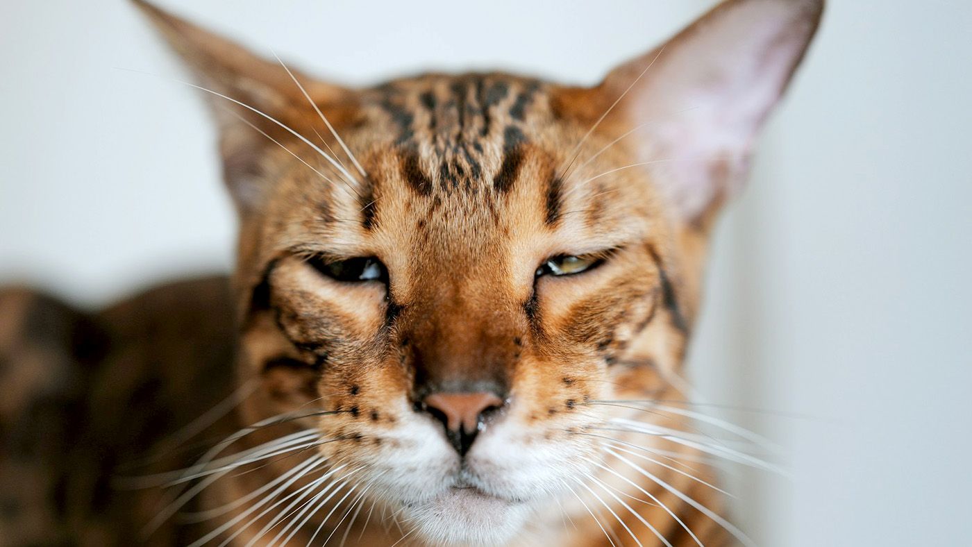 猫アレルギーでも諦めない！ 症状が出にくい猫種5選と共生のポイント