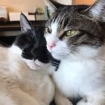 アルとジル | リュックに乗る猫のプロフィール画像