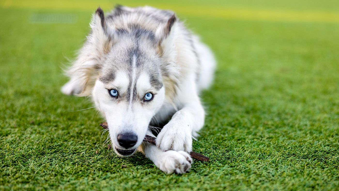 なぜ人面犬は広まったのか 昭和の怪談にみる都市伝説の構造 - ペトラ