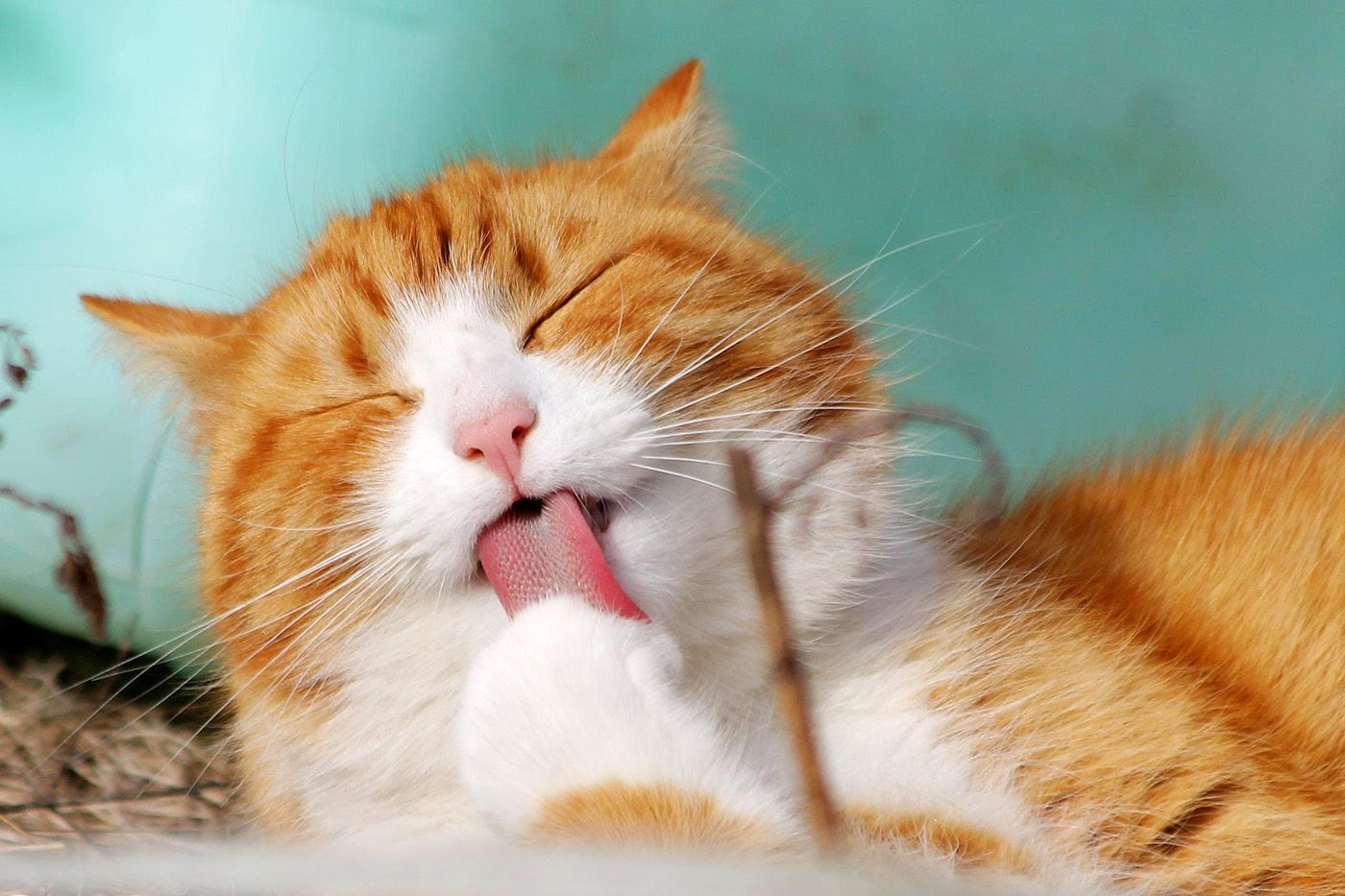 毛づくろいする猫