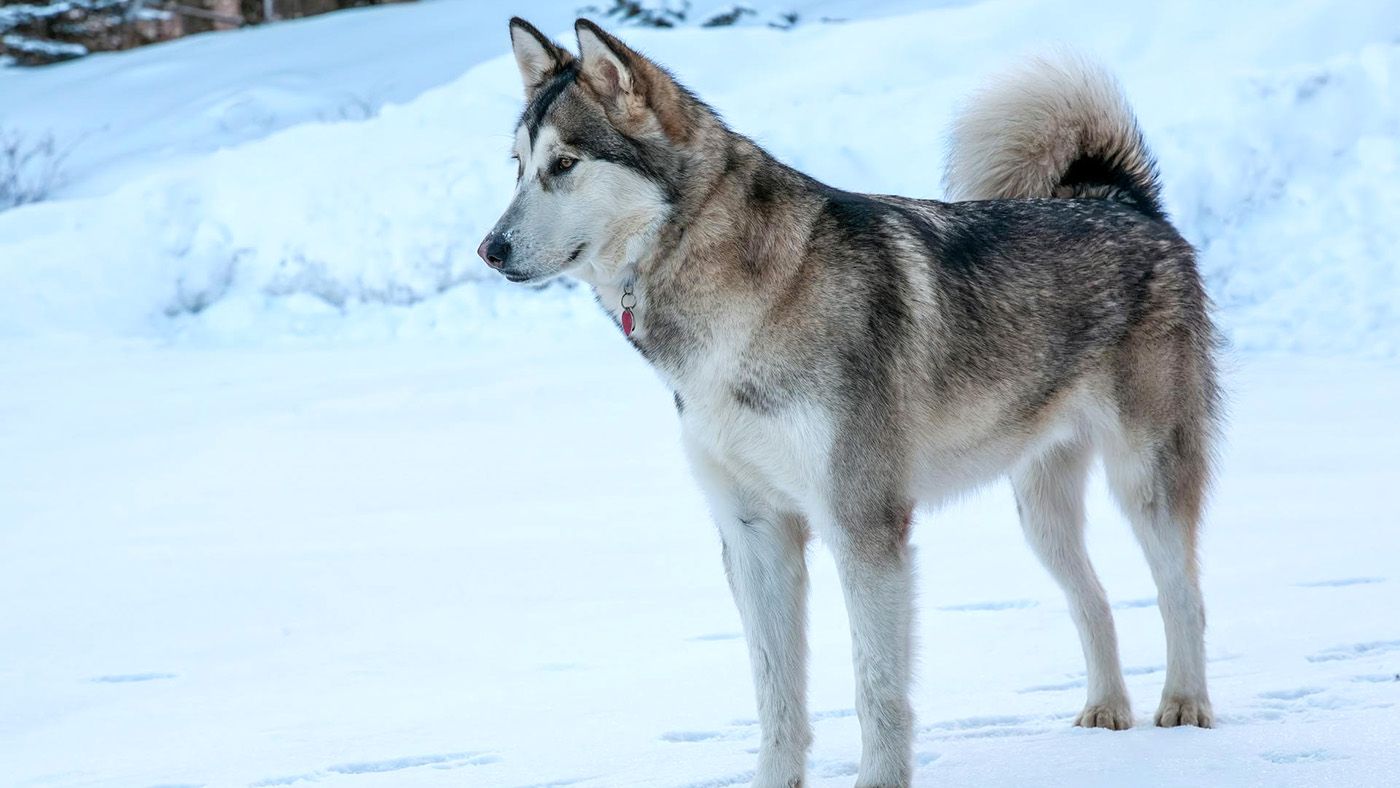 雪の中佇むアラスカン・マラミュート