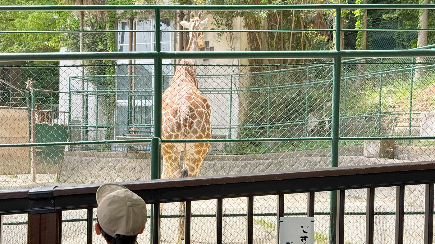 キリンの後ろ姿