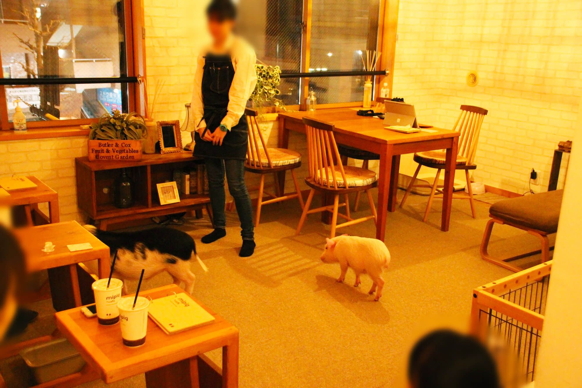 マイクロブタカフェ「Mipig Cafe」 3F カフェ兼オフィススペース