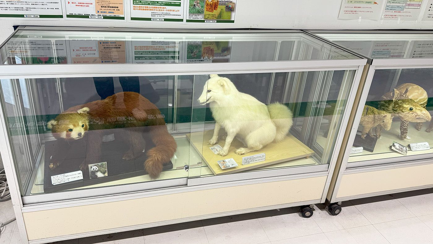 レッサーパンダとホッキョクキツネの剥製