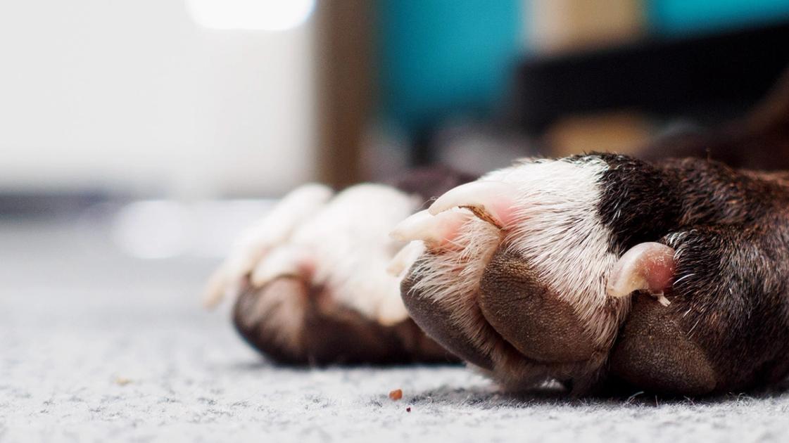 How To Safely Shorten Overgrown Dog Nails And Gently Reset the Quick ...