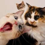 ビビニコラッキーのプロフィール画像