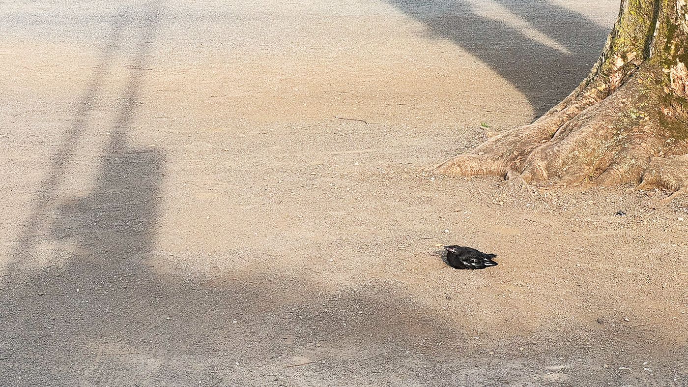 地面にうずくまる巣立ち雛