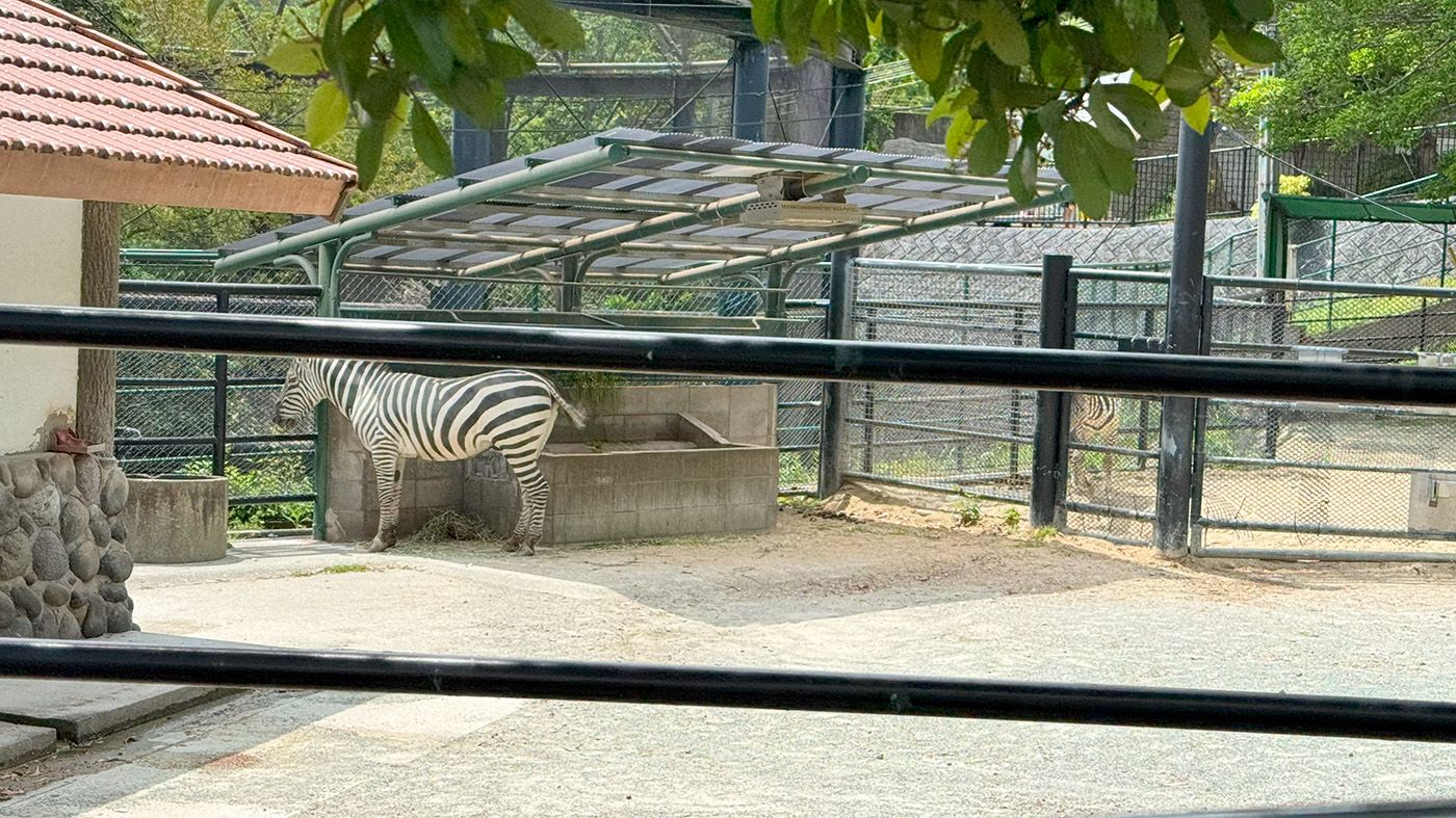 遠いシマウマ