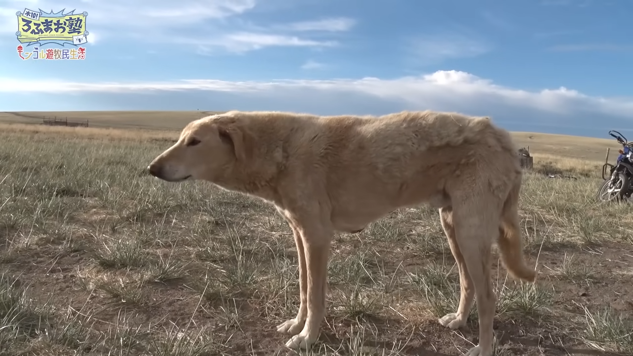 ROF-MAO（ろふまお）の動画に登場した平らなモンゴルの犬
