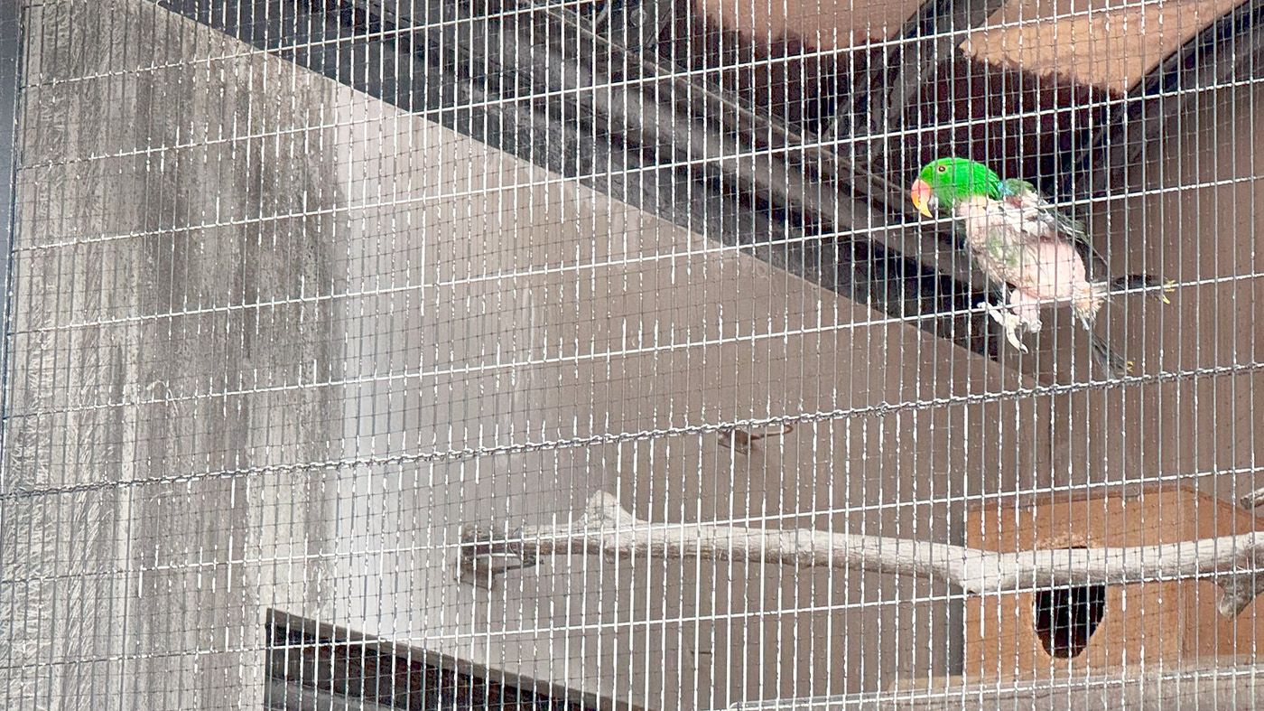 インコ