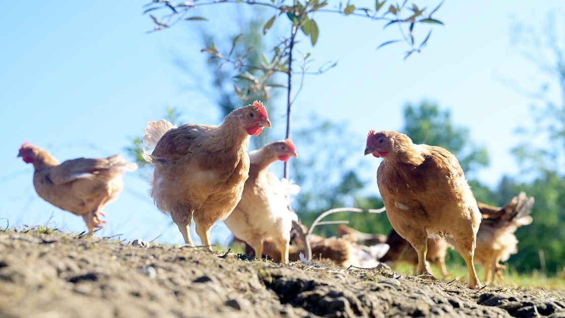 リコック（鶏飼育アプリ）とは？ 卵が毎月届く「遠隔ニワトリ飼育」の仕組みと始め方 - ペトラ