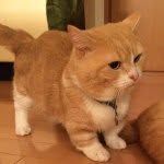 まいるんちのプロフィール画像