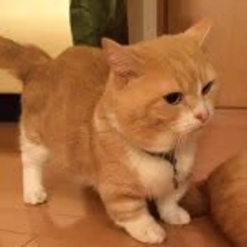 Mairu Fam. profile image