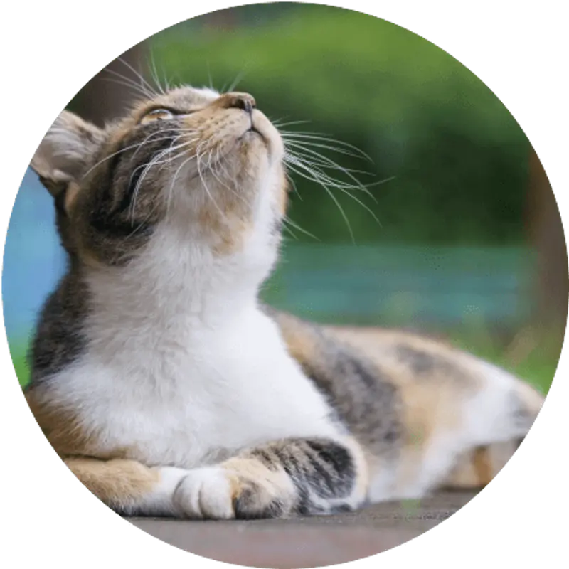 武月ことのプロフィール画像