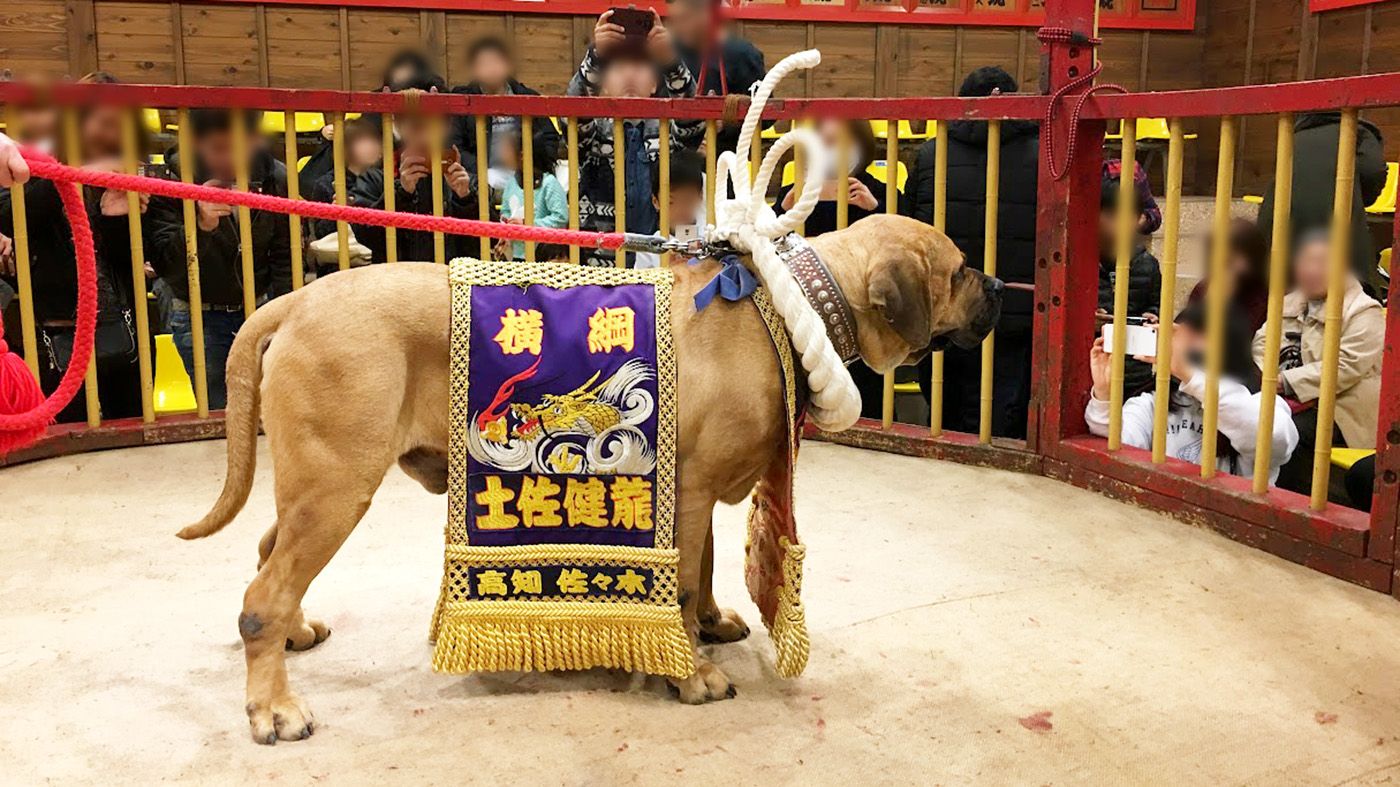 土俵入りする土佐闘犬