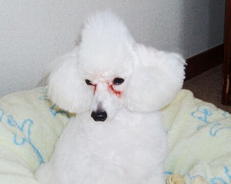 モヒカン