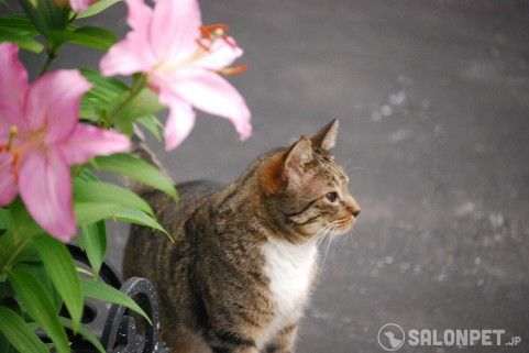 記事の画像