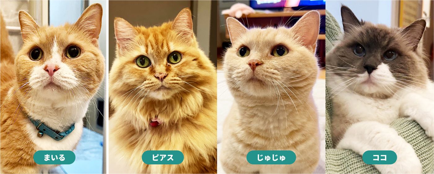 まいる ピアス じゅじゅ ココ