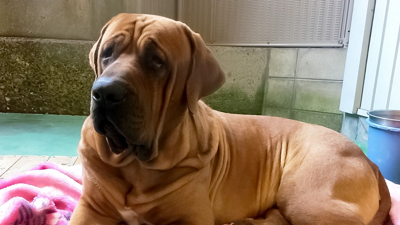 普段の穏やかな土佐闘犬