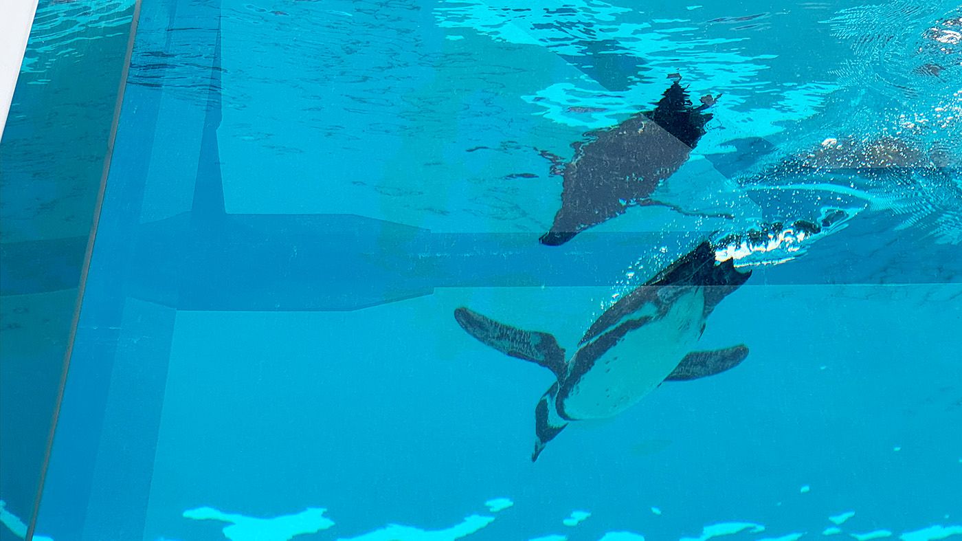 飛ぶように泳ぐペンギン