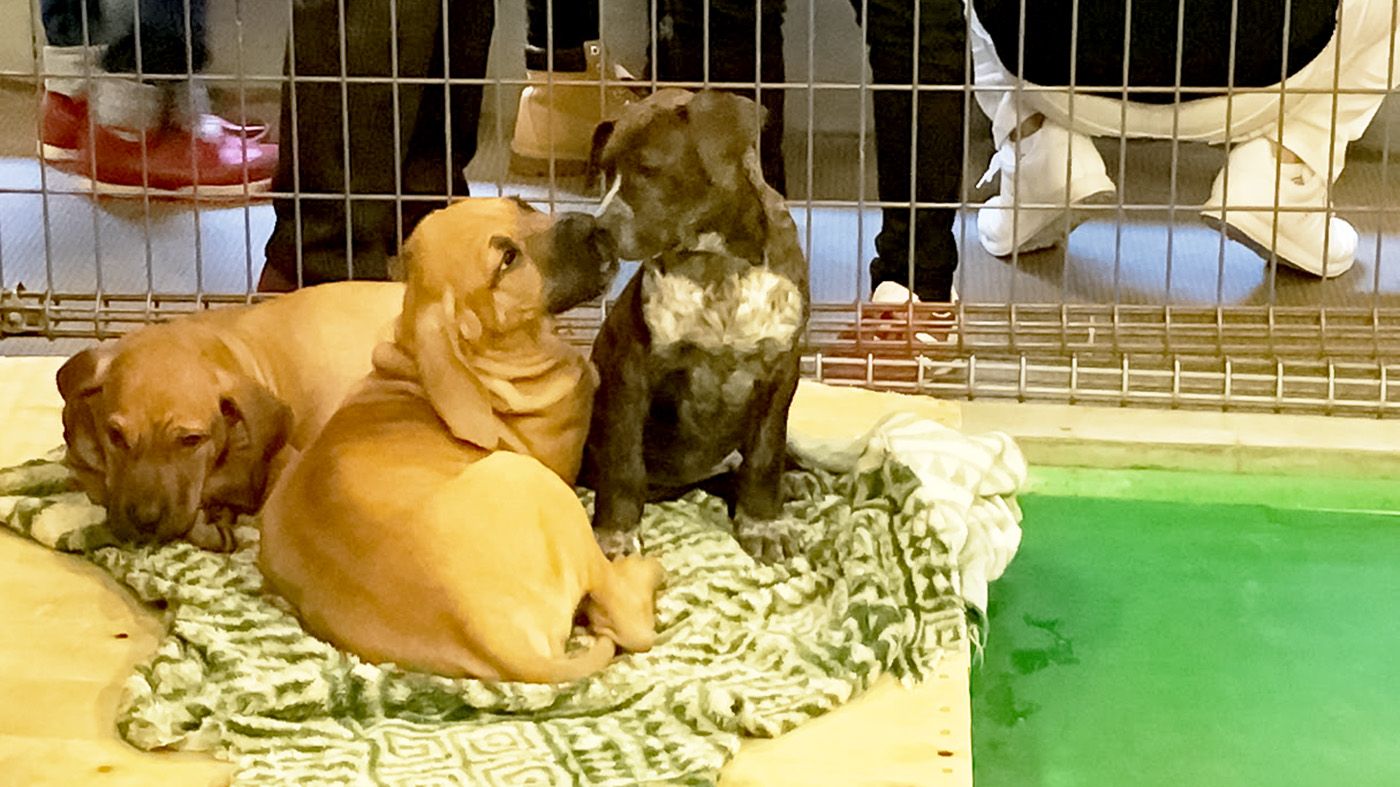 土佐闘犬の子犬