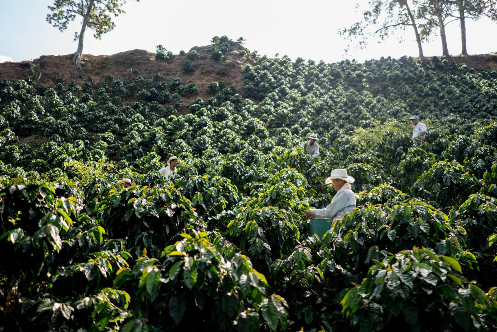 Group of Colombian farmers working at a coffee farm