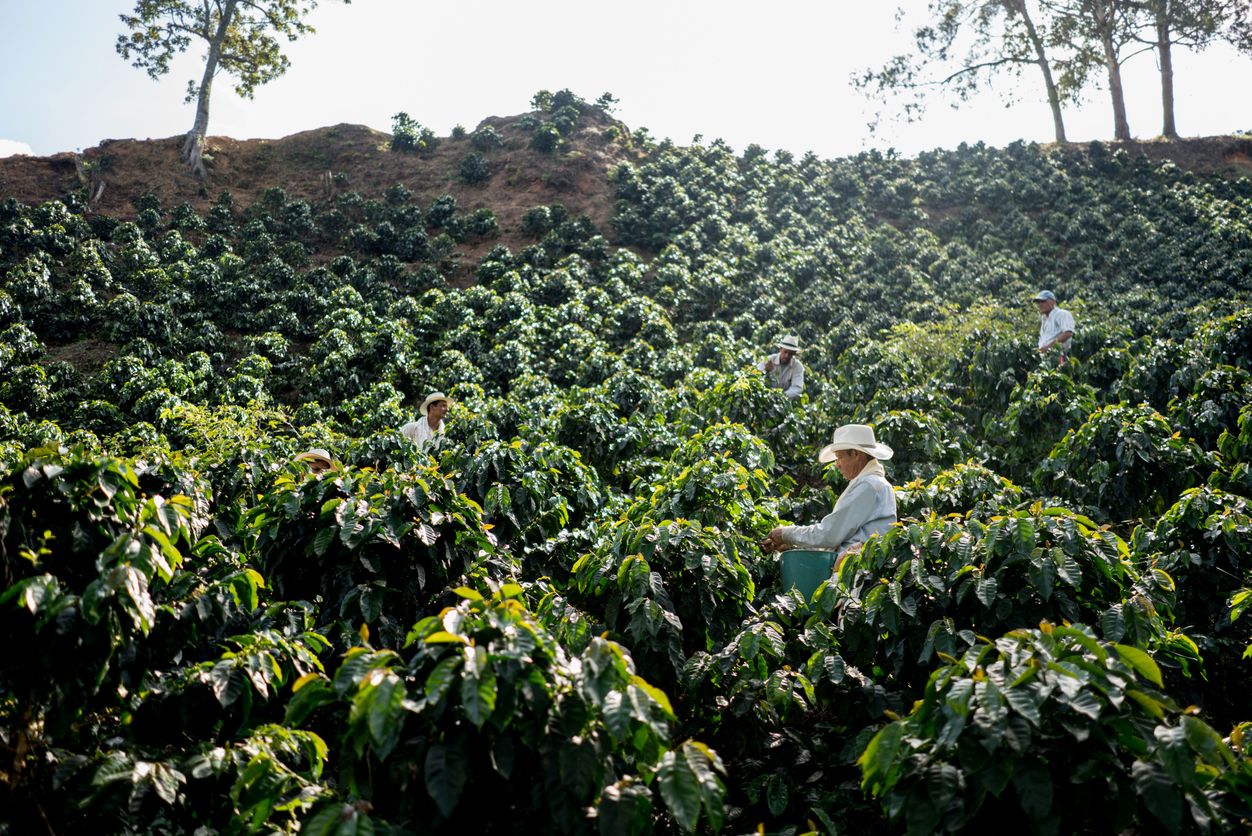 Group of Colombian farmers working at a coffee farm